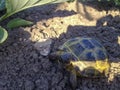 Central Asian steppe turtle. The tortoise walks on the ground Royalty Free Stock Photo