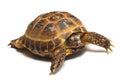 Central Asian tortoise (Agrionemys horsfieldii)