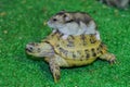 The Central Asian tortoise and the Djungarian hamster. Royalty Free Stock Photo