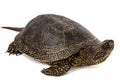 Central Asian tortoise, lat. Emys orbicularis, isolated on white background