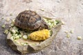 Central Asian turtle alone eats vegetables on a stone Royalty Free Stock Photo