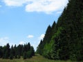 The Central Balkan National Park, Balkan Mountains, Bulgaria, Stara planina. Pine trees and meadow against blue sky and clouds.