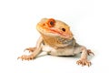 Central bearded dragon Royalty Free Stock Photo