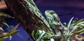 Central bearded dragon hiding on a log