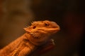 Central bearded dragon lizard close up Royalty Free Stock Photo