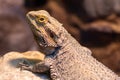 Central bearded dragon pagona vitticeps Royalty Free Stock Photo