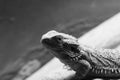 Central bearded dragon Royalty Free Stock Photo