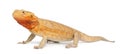 Central Bearded Dragon, Pogona vitticeps