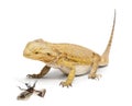 Central Bearded Dragon, Pogona vitticeps