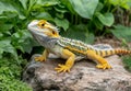 A central bearded dragon, Pogona vitticeps, or an agama lizard basking on a stone in a terrarium Royalty Free Stock Photo