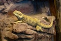 central bearded dragon, Pogona vitticeps, rests on a heated rock Royalty Free Stock Photo