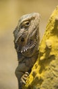 Central bearded dragon on a rock Royalty Free Stock Photo