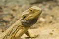 A central bearded dragon on a rock close-up Royalty Free Stock Photo