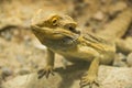 A central bearded dragon on a rock Royalty Free Stock Photo