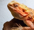 Central bearded dragon on rock Royalty Free Stock Photo