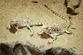 Central bearded dragon in the sand Royalty Free Stock Photo