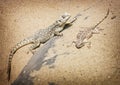 Central bearded dragon and Steppe agama