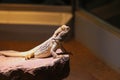 Central bearded dragon (Pogona vitticeps) lying on a rock in a room Royalty Free Stock Photo