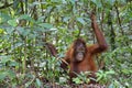 Central Bornean orangutan Pongo pygmaeus wurmbii Royalty Free Stock Photo