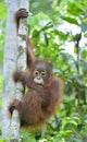 Cub of Central Bornean orangutan. Pongo pygmaeus wurmbii. Royalty Free Stock Photo