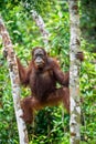 Central Bornean orangutan. Pongo pygmaeus wurmbii Royalty Free Stock Photo