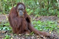 Central Bornean orangutan Pongo pygmaeus wurmbii Royalty Free Stock Photo