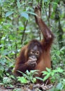 Central Bornean orangutan Pongo pygmaeus wurmbii Royalty Free Stock Photo