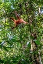 Central Bornean orangutan  Pongo pygmaeus wurmbii  in natural habitat. Wild nature in Tropical Rainforest of Borneo Island Royalty Free Stock Photo