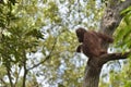 Central Bornean orangutan Pongo pygmaeus wurmbii on the tree in natural habitat. Wild nature in Tropical Rainforest of Borneo. Royalty Free Stock Photo