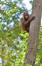 Central Bornean orangutan Pongo pygmaeus wurmbii on the tree in natural habitat. Wild nature in Tropical Rainforest of Borneo. Royalty Free Stock Photo