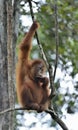 Central Bornean orangutan Pongo pygmaeus wurmbii on the tree in natural habitat. Wild nature in Tropical Rainforest of Borneo. Royalty Free Stock Photo