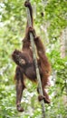 Central Bornean orangutan Pongo pygmaeus wurmbii on the tree in natural habitat. Wild nature in Tropical Rainforest of Borneo. Royalty Free Stock Photo