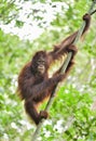 Central Bornean orangutan Pongo pygmaeus wurmbii on the tree in natural habitat. Wild nature in Tropical Rainforest of Borneo. Royalty Free Stock Photo