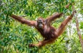 Central Bornean orangutan ( Pongo pygmaeus wurmbii ) in natural habitat. Royalty Free Stock Photo