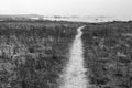 Trail to the foggy beach, central California Royalty Free Stock Photo