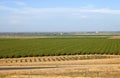 Central California orchards. Royalty Free Stock Photo