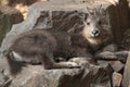 Central Chinese goral (Nemorhaedus caudatus arnouxianus). Royalty Free Stock Photo