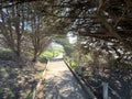 Central Coast of California Tree Tunnel Royalty Free Stock Photo