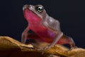 Central coast stubfoot toad Atelopus franciscus