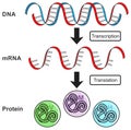 Central dogma of gene expression infographic diagram process transcription translation DNA RNA protein