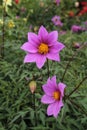 The flowering bloom of a pink, magenta or fuchsia colored dahlia