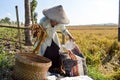 Aged female farmer collecting paddy