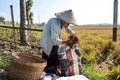 Senior female farmer collecting paddy