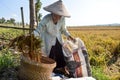 Old female farmer collecting paddy