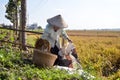 Old female farmer collecting paddy