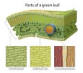 Cellular Structure of Leaf. Internal Leaf Structure a leaf is made of many layers that are sandwiched between two layers of tough