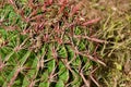 CENTRAL MEXICO - NATIONAL PARK. CACTUS II