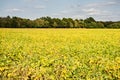 farm field of soy beans Royalty Free Stock Photo