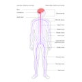 Central nervous system