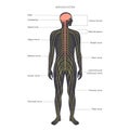 Central nervous system Royalty Free Stock Photo